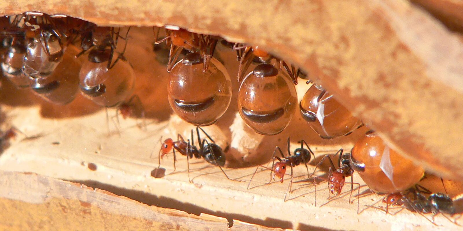 Кампонотус Гигас. Кочевые муравьи сиафу. Кампонотус инфлатус. Муравей Camponotus Gigas.