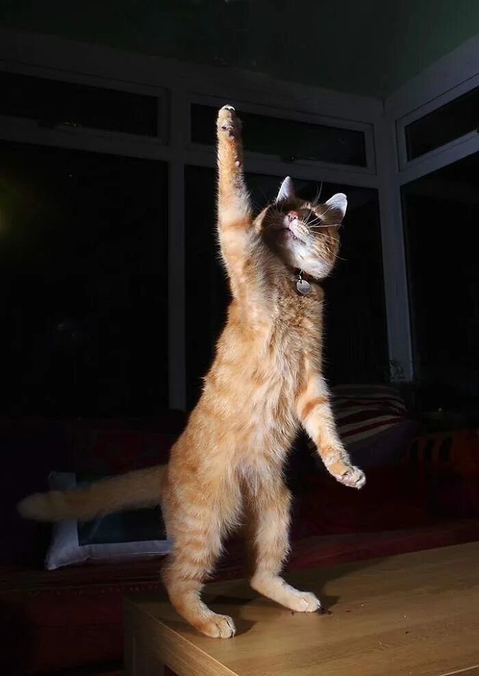 Коты танцуют. Танцующие котики. Кот в прыжке. Танцующие коты. Кот танцует.