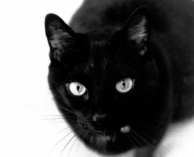 Черные кошки 11