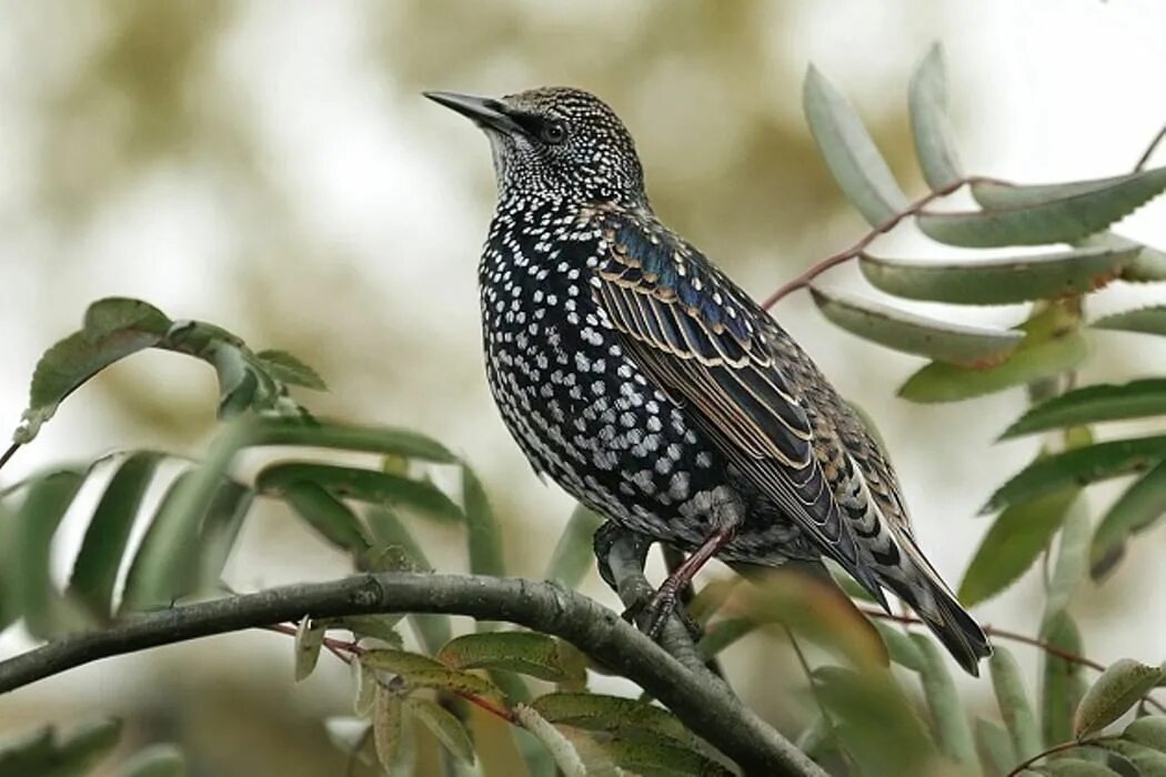 Весной пестрый. Шпак скворец. Капский скворец. Обыкновенный скворец (Sturnus vulgaris l.). Черный певчий Дрозд.