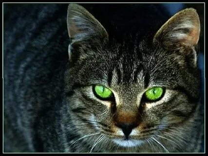 I am green cat