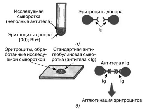 Проба сыворотки. Реакция антиген-антитело. реакция кумбса. непрямая проба кумбса. реакция кумбса схема. непрямая реакция агглютинации реакция кумбса.