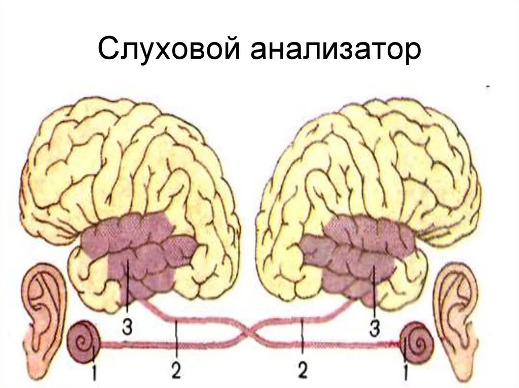 Слуховые стимулы. Слуховой анализатор. Анализатор слуха. Слуховой анализатор человека. Анализатор слуха рисунок.