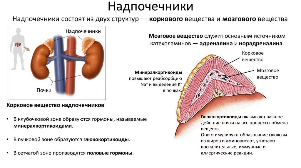 Что выделяют надпочечники. Корковый слой надпочечников функции. Гормоны коркового слоя надпочечников. Мозговое вещество надпочечников структура. Гормоны коркового слоя надпочечников строение.