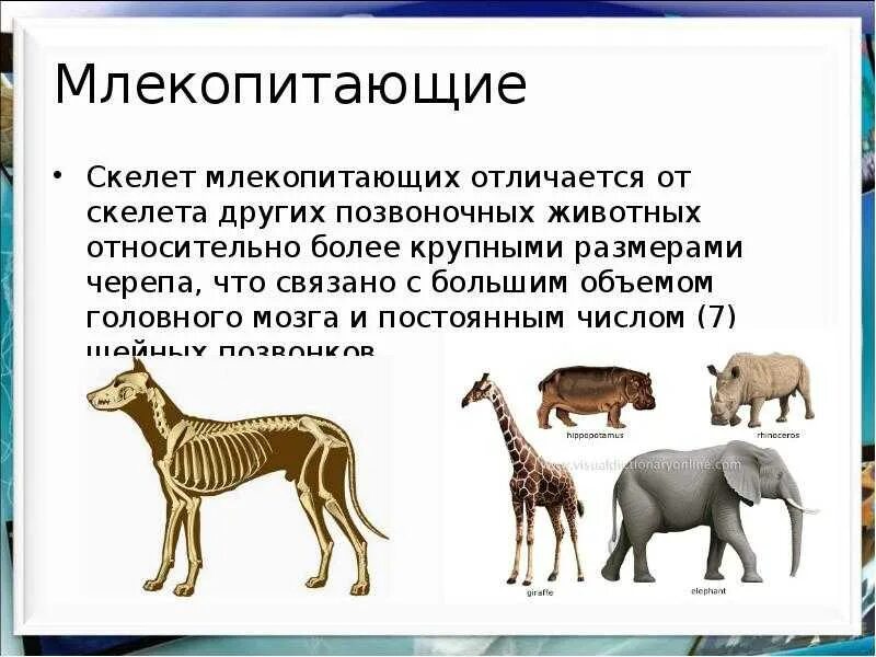 Млекопитающие биология 7. Млекопитающие презентация. Доклад о млекопитающих. Млекопитающие животные презентация.