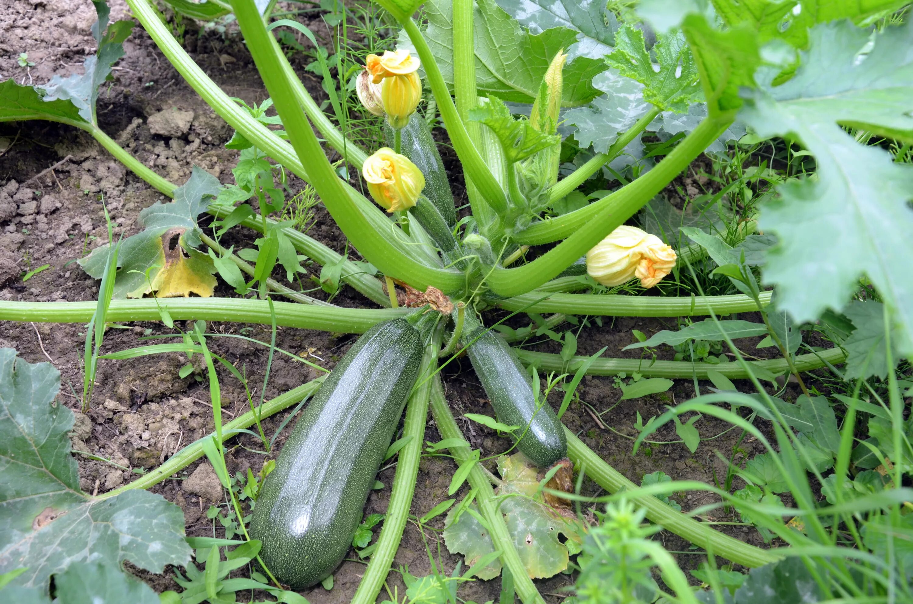 Тыква Cucurbita Pepo. Кукурбита Пепо. Cucurbita Pepo var. Ovifera. Cucurbita Pepo subsp. Pepo. Урожайность кабачка