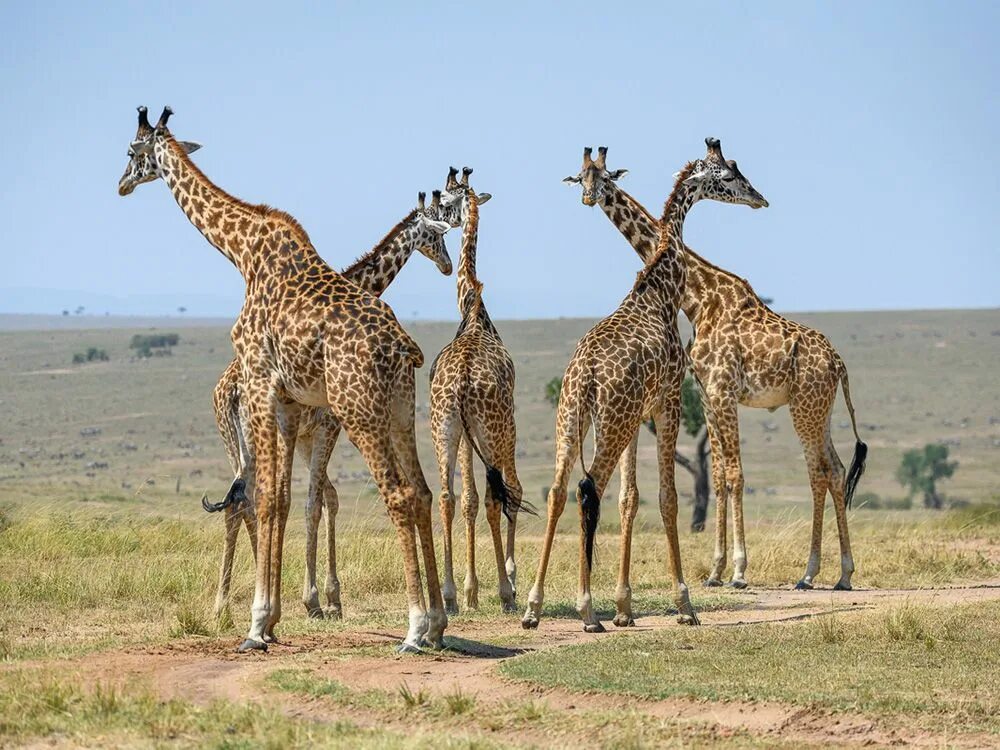 Как переводится. Жираф и человек. Giraffes are the tallest living animals ответы. Land animals. Giraffes are the tallest living animals ответы.