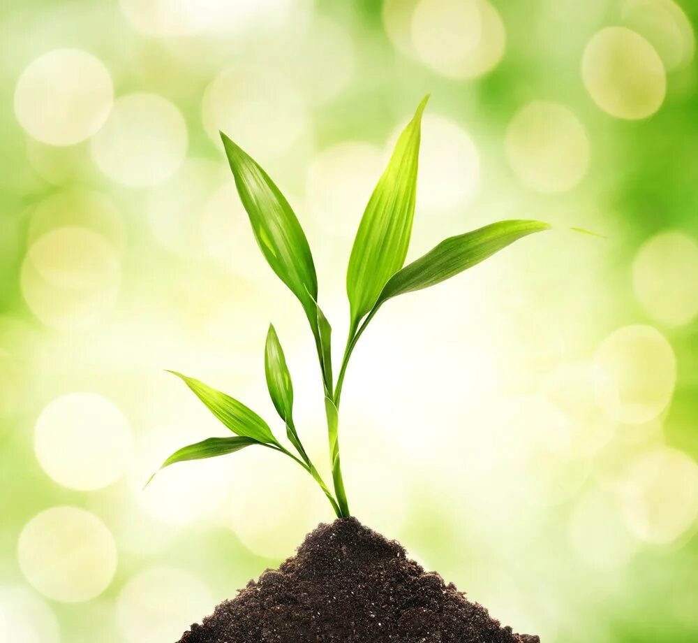 Росток плодоносный иосиф. Расточек или росточек. Росток. Прорастание семян проросток. Росток растения.