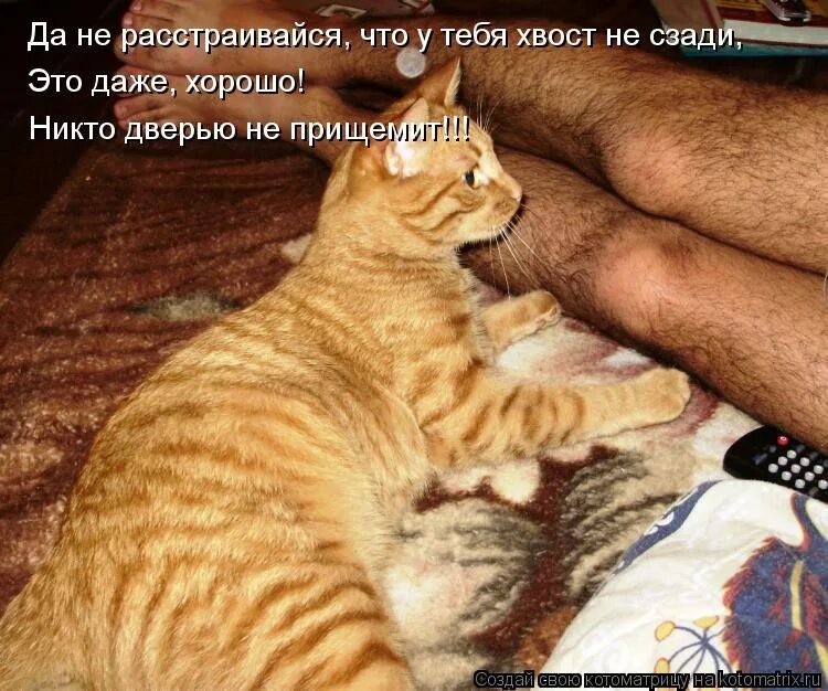 или даже просто без. ясно мем. юмор с котами. смешные коты в домике. коты с надписями.