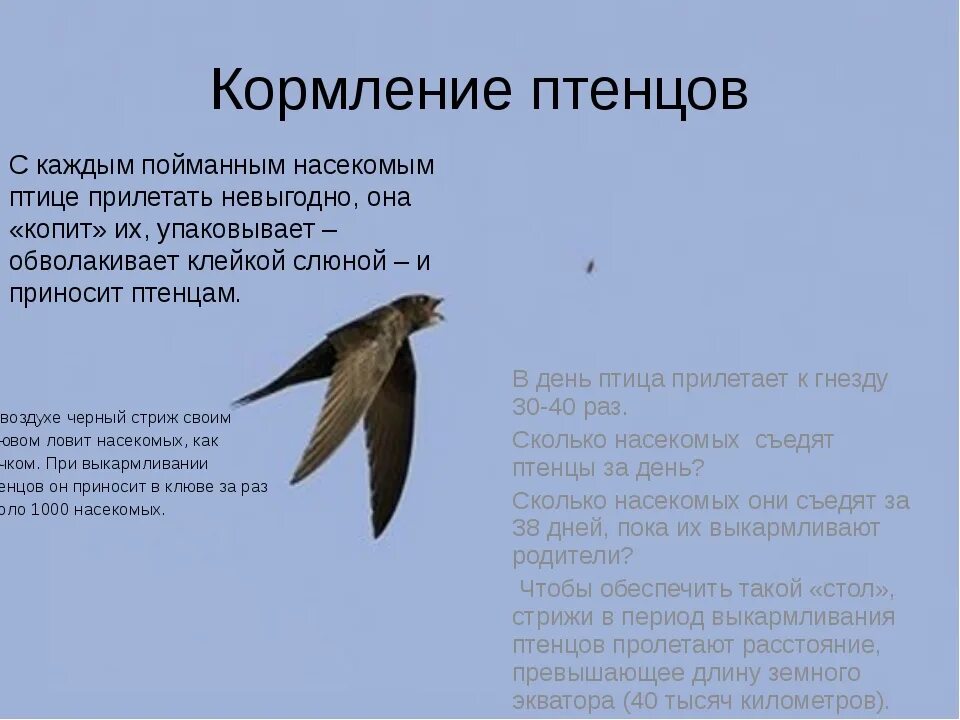 Информация о стрижах для 4. Чем питаются Стрижи. Сообщение о Стрижах сообщение о Стрижах. Чем питаются ласточки и Стрижи. Черный Стриж чем питается.