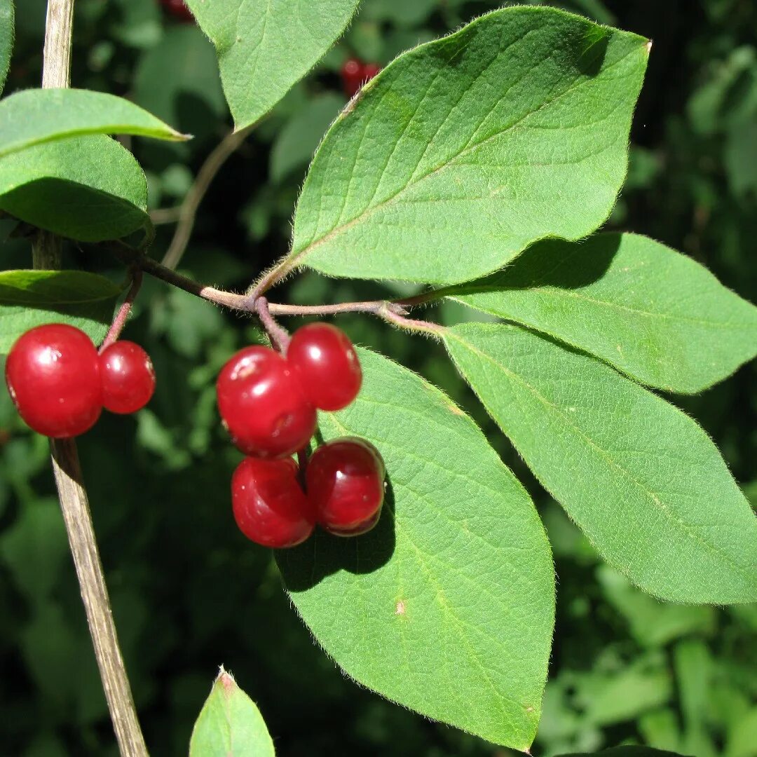 Лесная жимолость и волчье лыко. Жимолость волчья ягода. Дафна волчье лыко. Несъедобные кустарники. Жимолость обыкновенная волчьи ягоды.