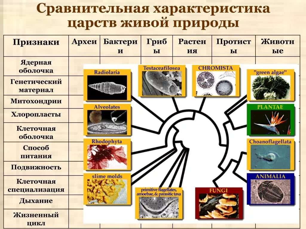 Признаки царства 5 класс биология. Царство растений животных грибов бактерий вирусов. Царство животных растений грибов бактерий. Характеристика Царств живой природы. Сравнительная характеристика Царств живой природы.