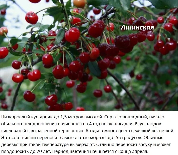 Вишня Ашинская