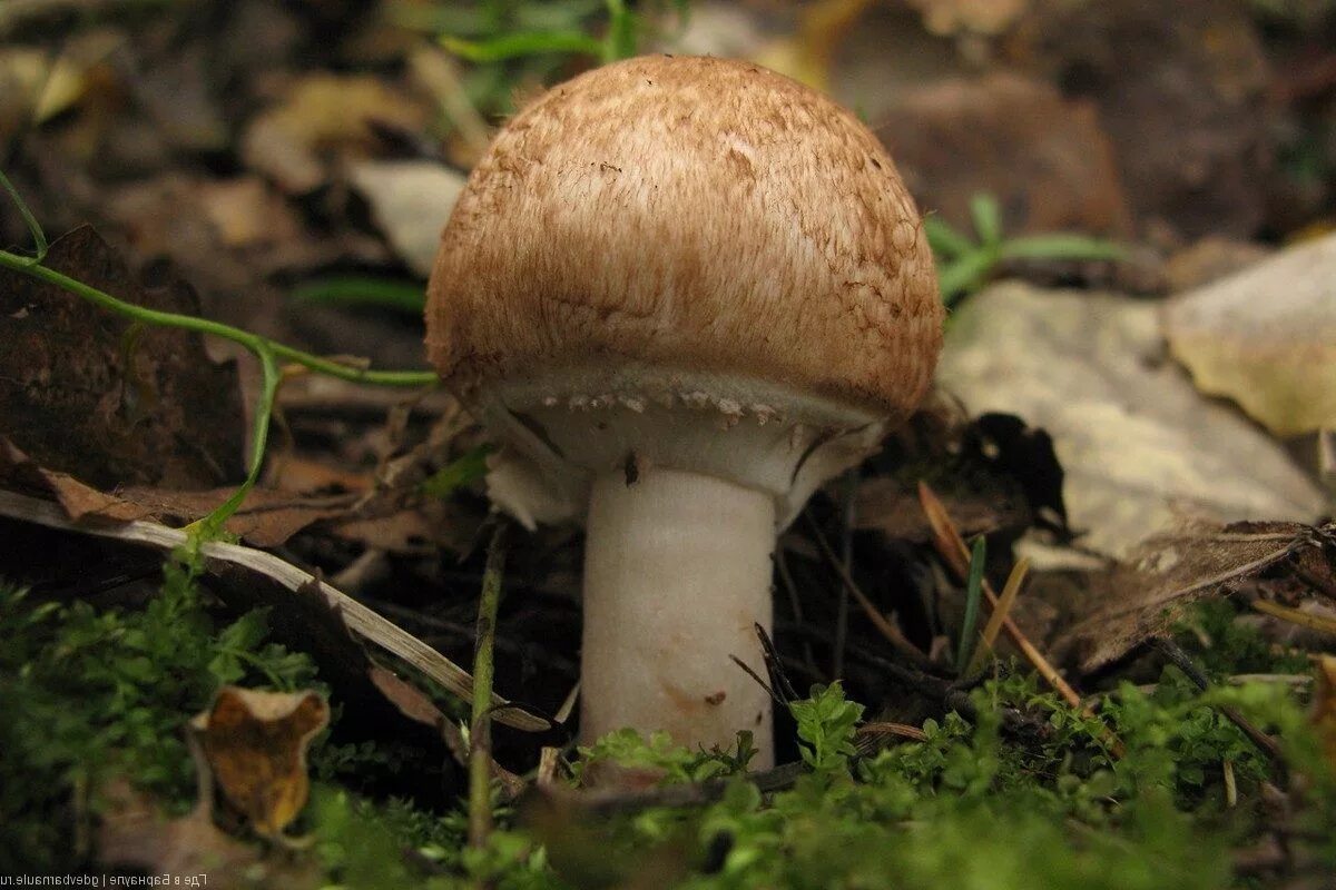Шампиньон лесной (agaricus sylvaticus). Лесной шампиньон съедобный. Шампиньоны грибы лесные фото. Шампиньон большой лесной. Шампиньоны грибы лесные фото.