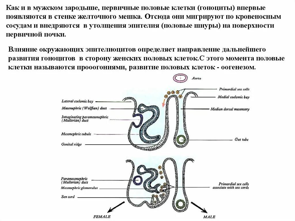 Первичные мужские половые клетки