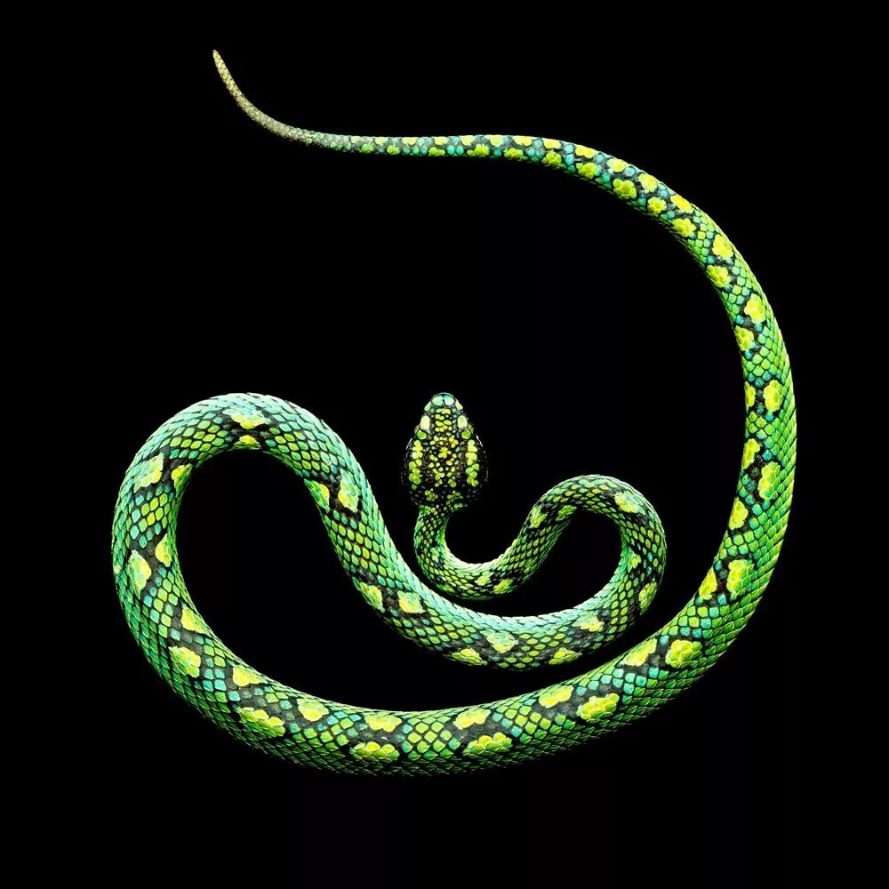 Типа змейка. Красивая змея. Змея сверху. Орнамент змеи. Змея вид сверху.