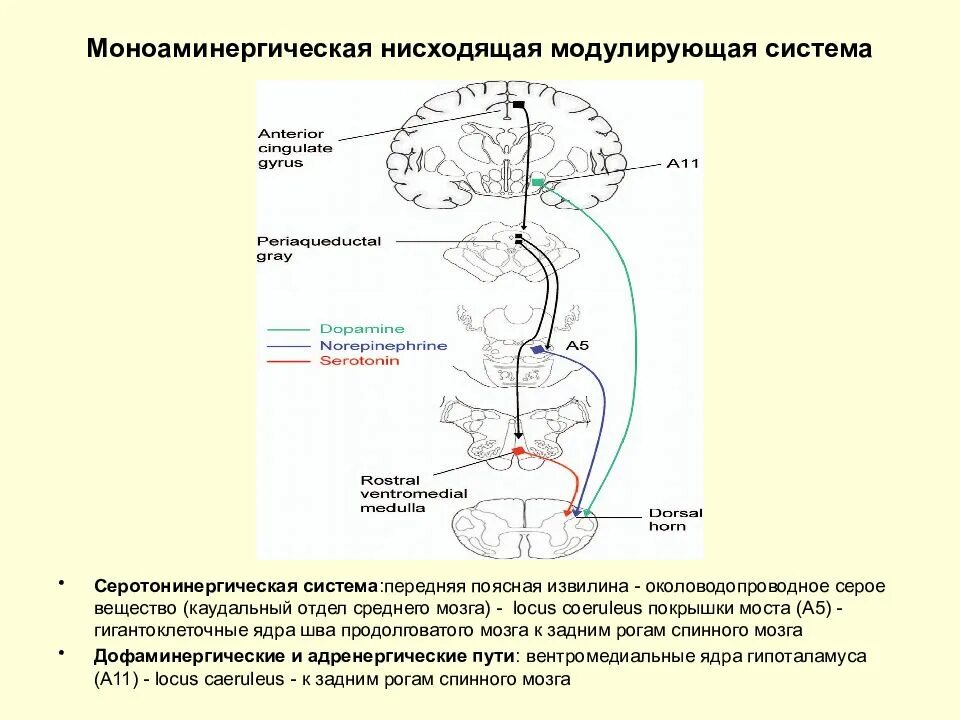Нисходящая система. Моноаминергические системы мозга. Серотонинергическая система мозга. Серотонинергическая регуляция. Моноаминовая система.