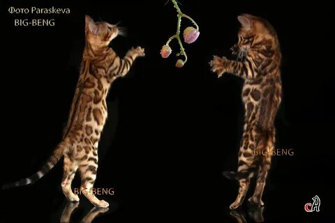 Бенгал танцует играет. 