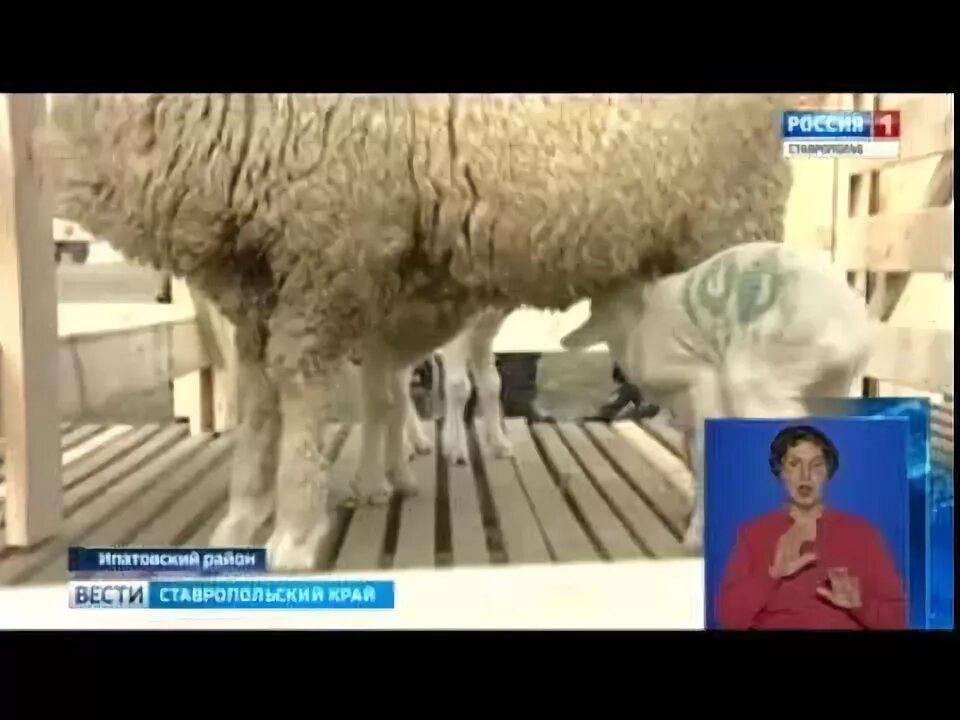 Ставропольское руно. Санаторий руно пятигорск фото. Совхоз совруно ипатовского района. Совруно ипатовский район. Санаторий руно пятигорск.