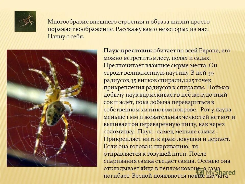 Среда жизни пауков. Паук крестовик краткое описание для детей. Паукообразные паук крестовик характеристика. Паук крестовик характеристика.