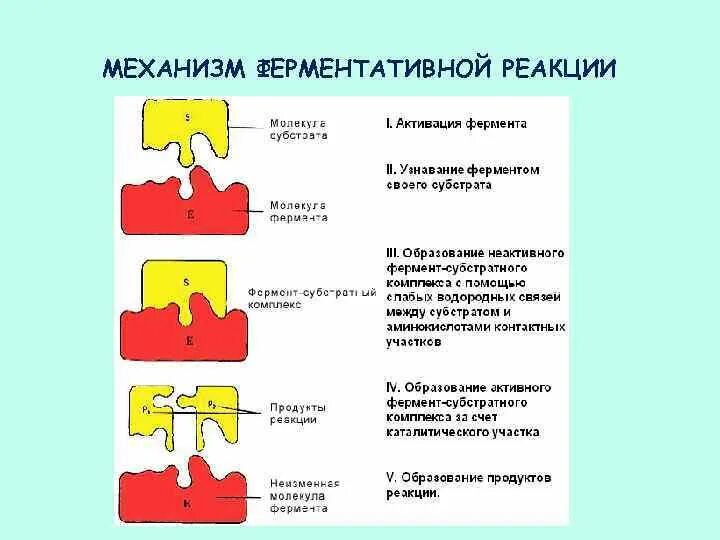 Этапы действия ферментов. Основные этапы ферментативного катализа механизм действия ферментов. Механизм действия ферментов стадии ферментативного катализа. Этапы ферментативного катализа схема. Последовательность этапов ферментативного катализа.