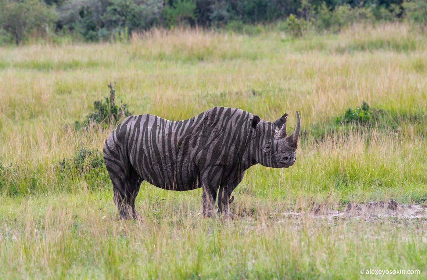австралия самый сухой континент. самый самый африка и австралия. контуры материков и их названия. материки и крупные острова. размер континента южная америка.
