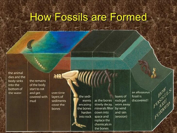 How are Fossils formed. How do Fossils form. How are Fossils made. Fossils layers. The bones form