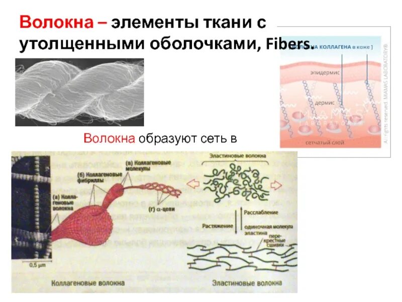Нервные клетки нервной ткани строение. Ткань с утолщенными оболочками. Основное вещество клетки межклеточное. Производные клеток симпласт синцитий. Тканевые элементы.