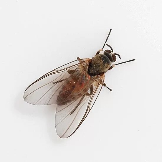Мокрецы насекомые кровососущие. Мокрец мошка. Мошки simuliidae. Мошки симулиды. Муха гнус.