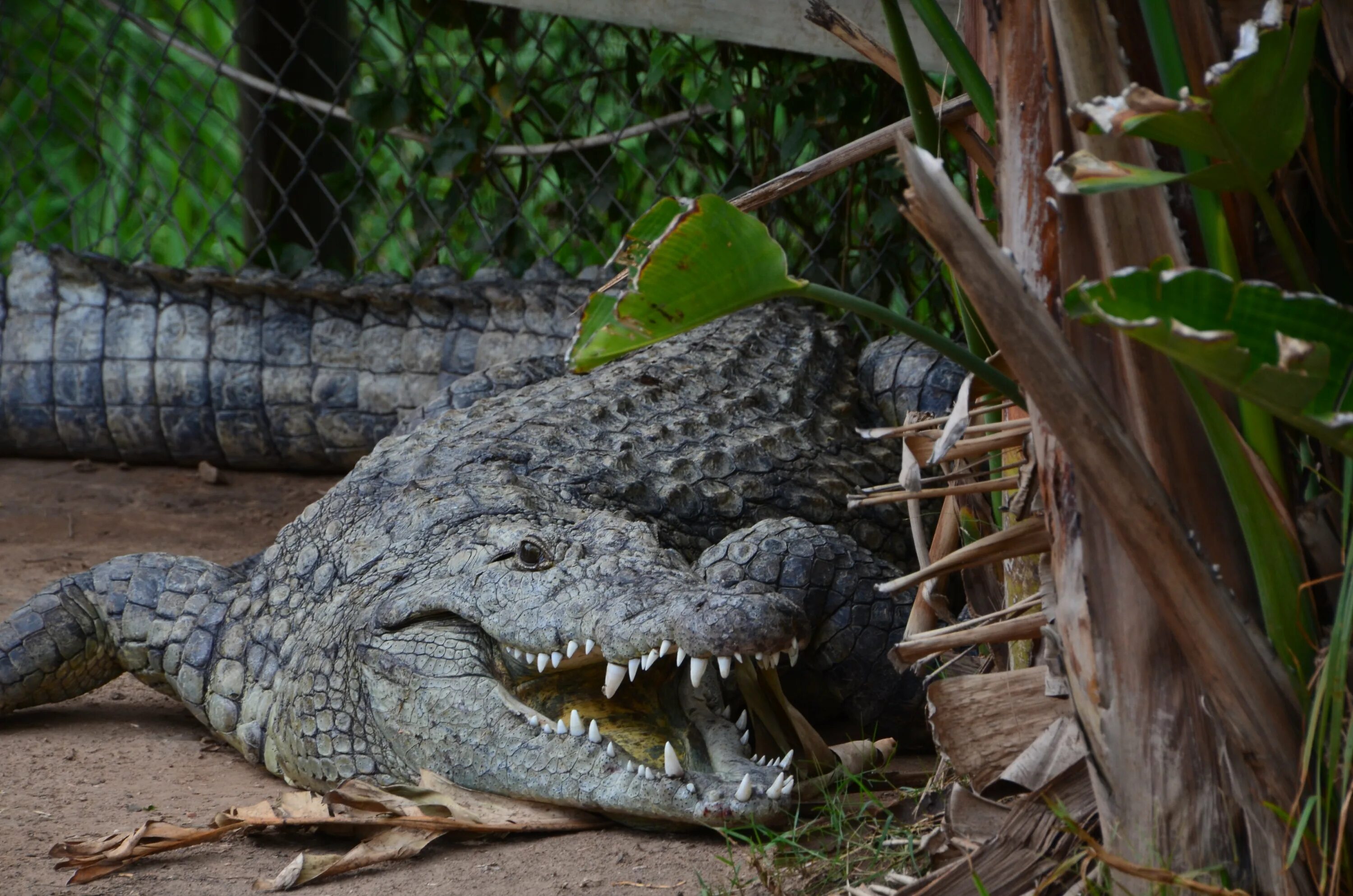 Купить крокодил про. Гребнистый крокодил. Укус гребнистого крокодила. Гребнистый крокодил в Австралии. Филиппинский крокодил[1] (Crocodylus mindorensis).
