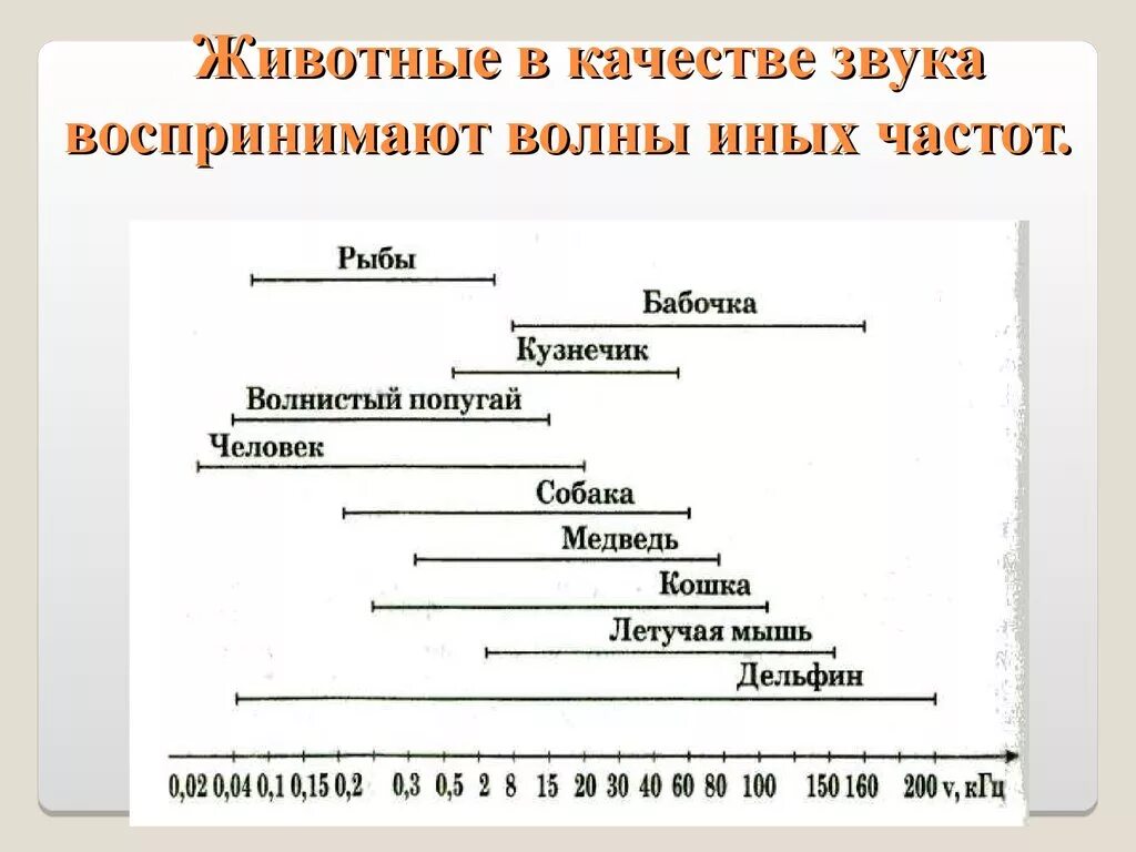 Диапазоны восприятия звука у животных. Животные в качестве звука воспринимают волны иных частот. Диапазон слуха человека и животных. Диапазон звуковых частот воспринимаемых животными. Слышимый звуковой диапазон человека