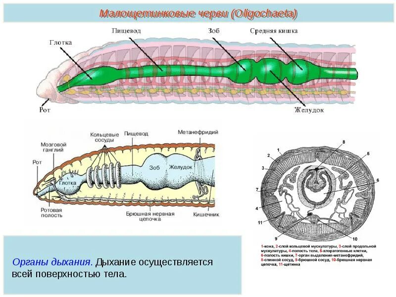 Рисунок строения червя. Кольчатые черви строение. Малощетинковые черви внутреннее строение. Внешнее и внутреннее строение малощетинковых червей. Сегментированное тело у кольчатых червей.