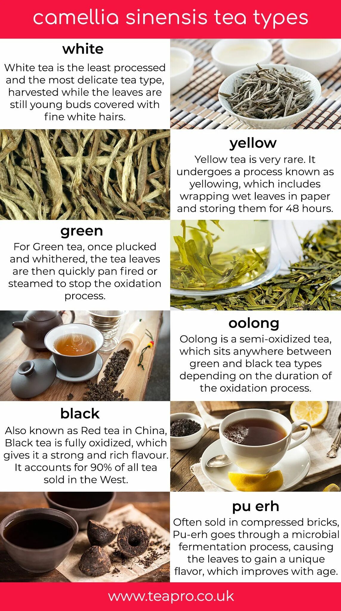 And that s the tea. Types of tea. information about tea. индонезийский чай виды. виды чая картинки.