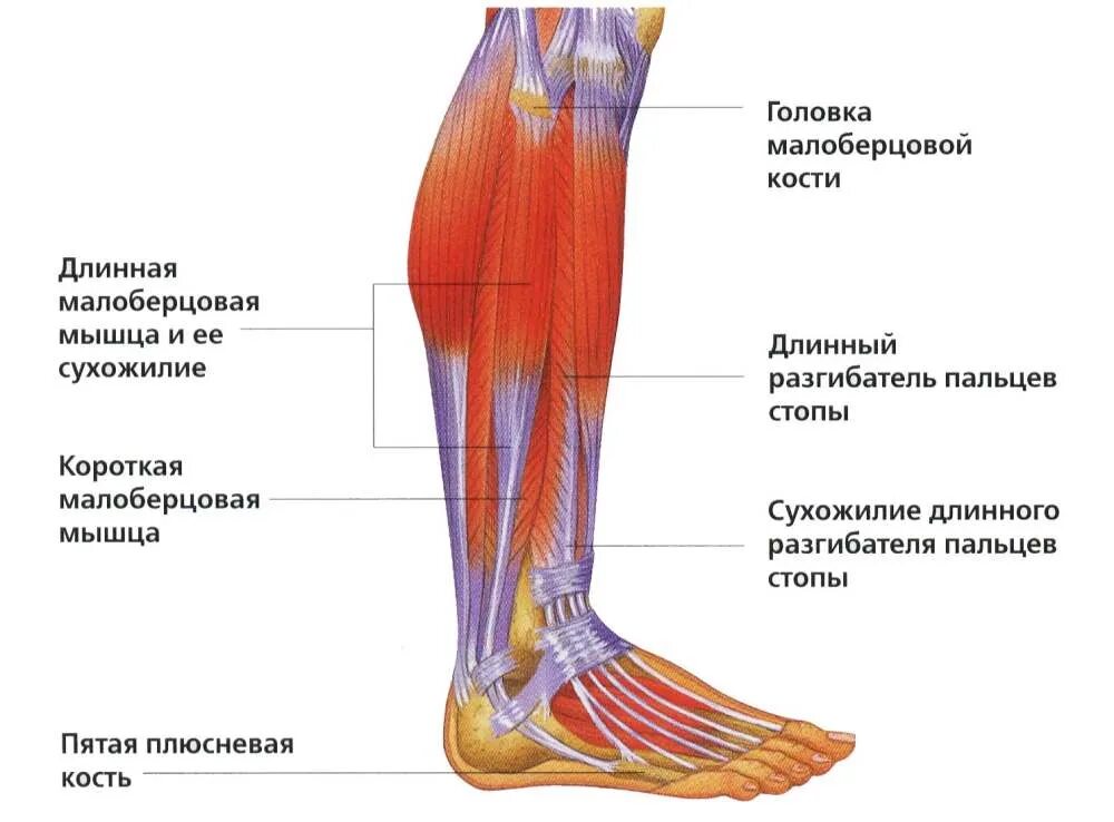 Мышцы щиколотки. Строение икры ноги человека спереди. Строение ноги ниже колена спереди. Сухожилие длинной малоберцовой мышцы.