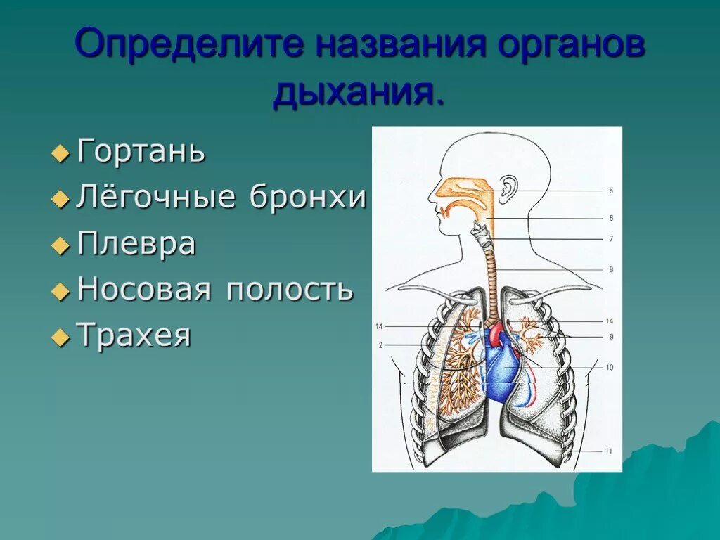 Каковы функции дыхания. Система органов дыхания 8 класс биология. Строение органов дыхания 8 класс биология. Органы дыхательной системы человека 8 класс. Название органов дыхательной системы.