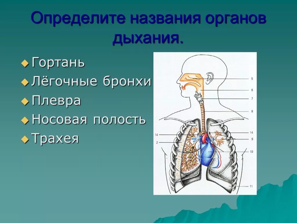 Видеоурок значение дыхания органы дыхания 8 класс. Дыхательная система биология. дыхательная система человека 8 класс. строение органов дыхания 8 класс биология. дыхательная система человека 8 класс биология.