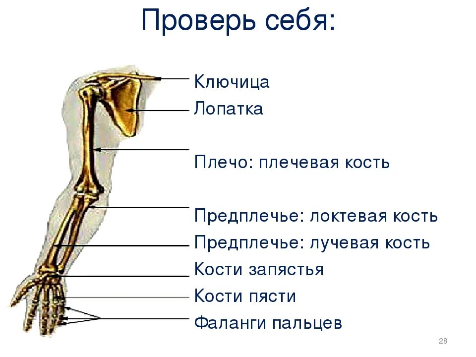 Надплечье. Части руки человека названия. Плечо и предплечье. Части плеча человека. Предплечье плечо ключица.