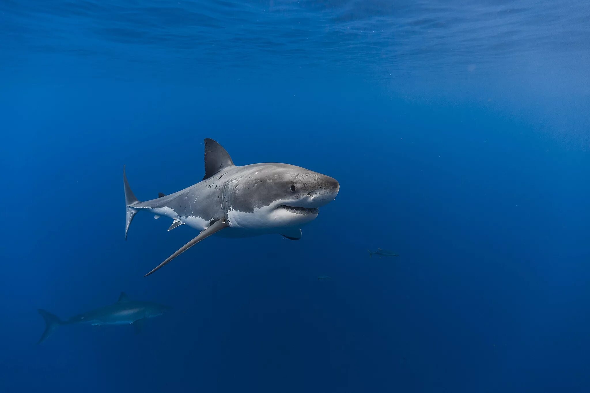 Ocean shark. Большая белая акула кархародон. Тигровая акула. Хрящевые рыбы акулы. Тибурон акула.