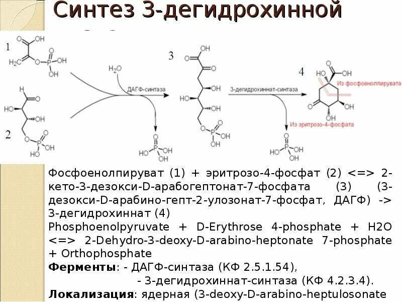 Синтез 6 букв. Шикиматный путь синтеза фенольных соединений. Схема синтеза фенольных соединений. Биосинтез фенольных соединений. Фенилпропаноидный путь биосинтеза фенольных соединений.