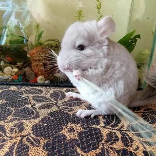 2 шиншиллы