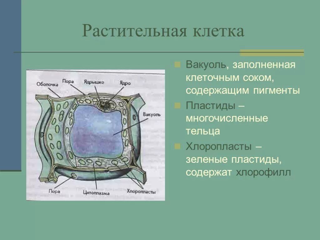 Растительная клетка 4 класс вакуоль. Структура растительной клетки содержащая клеточный сок. Структура растительной клетки содержится клеточный сок. Структура растительной клетки содержащая клетчатый сок. Наличие вакуолей растительная клетка