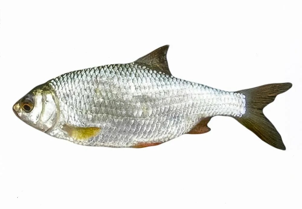 Плотва сканворд 6. Rutilus rutilus. тарань живая. рыба плотва морская. морская тарань.
