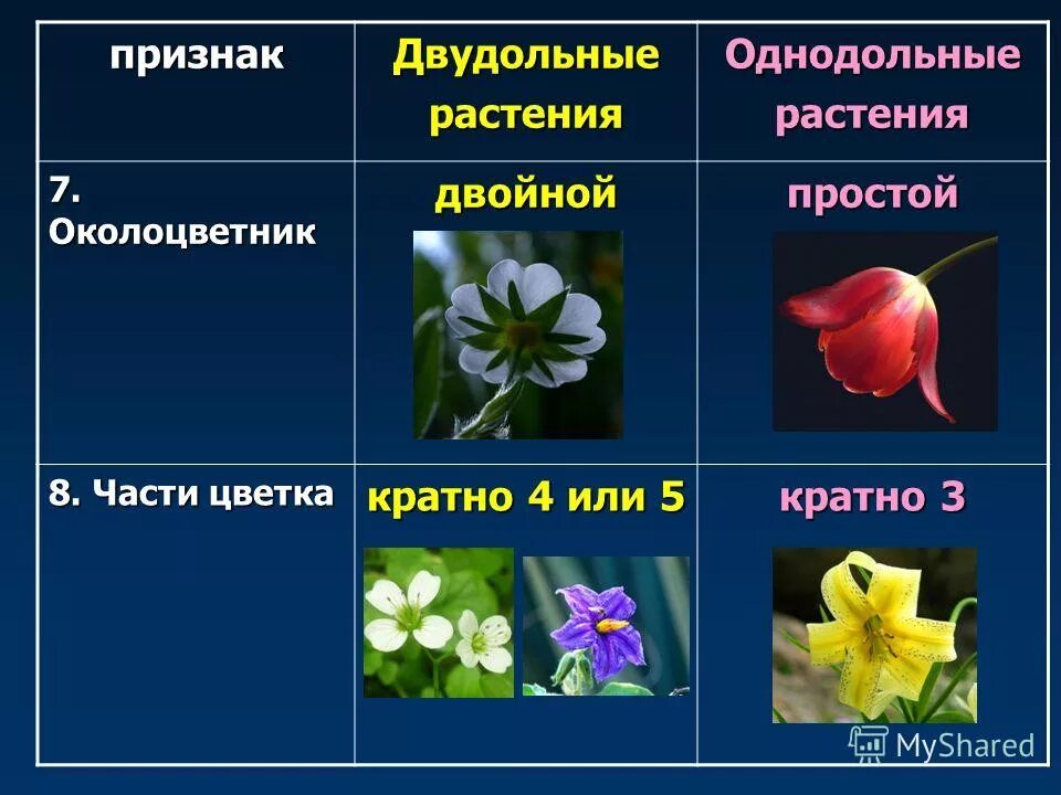 Исключения однодольных растений. Исключения двудольных. Исключения двудольных. Исключения из однодольных и двудольных. Покрытосеменные растения класс двудольные.