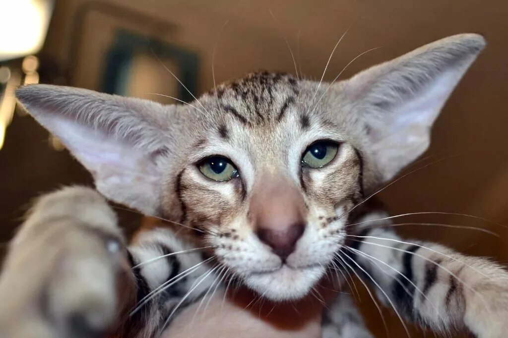Ориентальная кошка. Порода кошек Ориентал. Ориентальная кошка (Ориентал). Ушастый кот порода Ориентал.