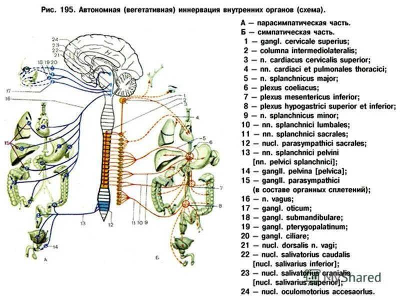 Органы иннервируемые соматическим отделом. Схема иннервации органов. Вегетативная нервная система схема иннервации органов. Вегетативная иннервация органов дыхания. Схема вегетативной иннервации органов головы.
