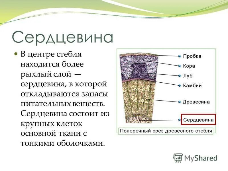 Стебель кожица пробка Луб камбий древесина. Камбий функции 6 класс. Строение стебля древесного растения чечевички. Строение древесного стебля 6 класс биология.