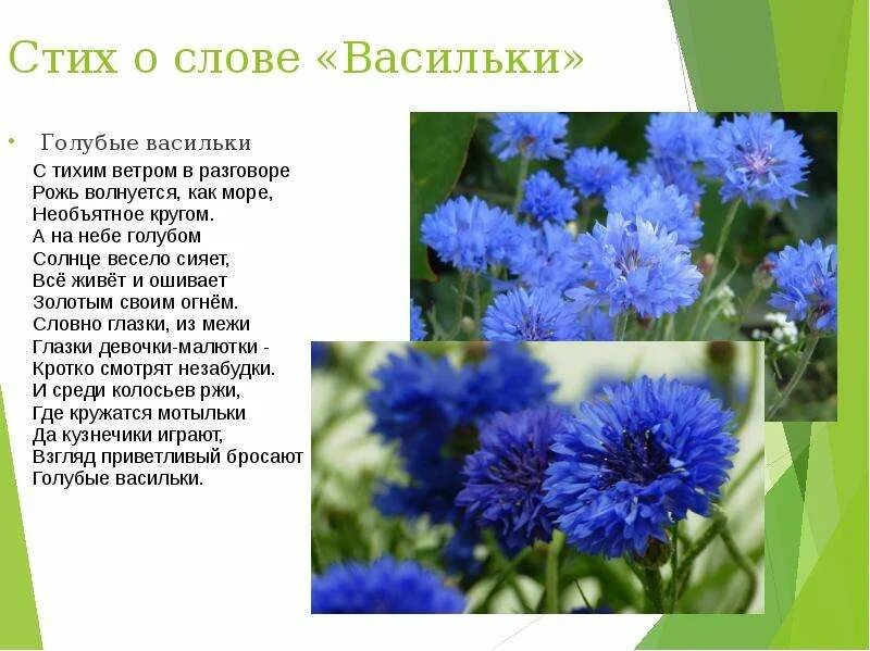 Синий василек предложение. Васильки. Стих про Василек. Стих о васильке. Стихи про васильки.