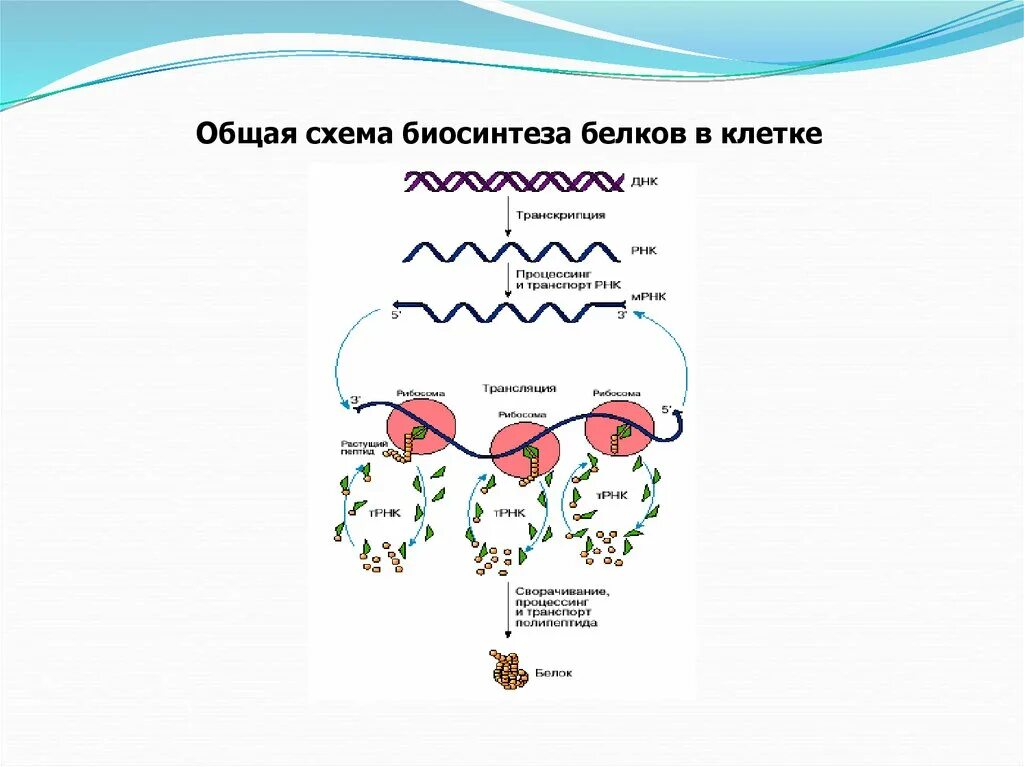 Биосинтез днк реакция. Реакции матричного синтеза схема Синтез белка. Схема матричного биосинтеза. Матричный Синтез схема. Матричный Биосинтез белка биохимия.