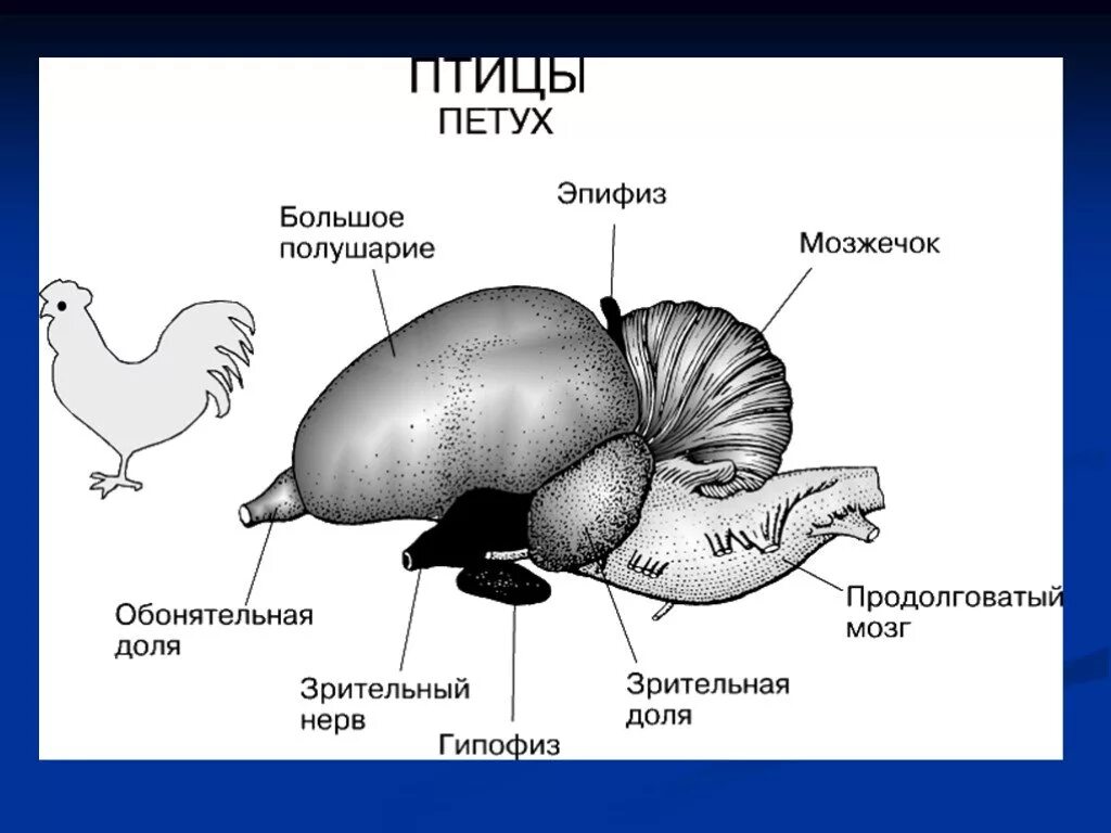 Развитие мозжечка у земноводных. Схема строения головного мозга птицы. Нервная система птиц схема. Отделы головного мозга у птиц схема. Строение отделов головного мозга птиц.