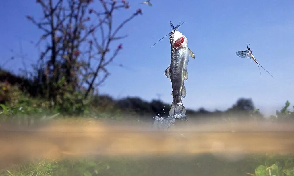 Fly catch. Рыба ест комара. Leaping Trout. Catch Fly on the Fly.